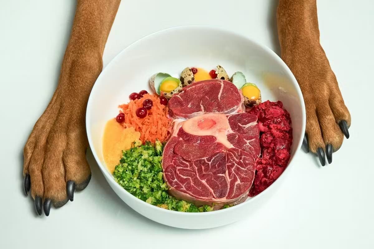 Une assiette appétissante de nourriture crue pour chien, composée de viande rouge, de légumes variés, d'œufs et de baies, entourée par les pattes d'un chien marron sur une surface blanche.