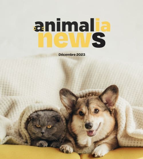 animals-news.jpg