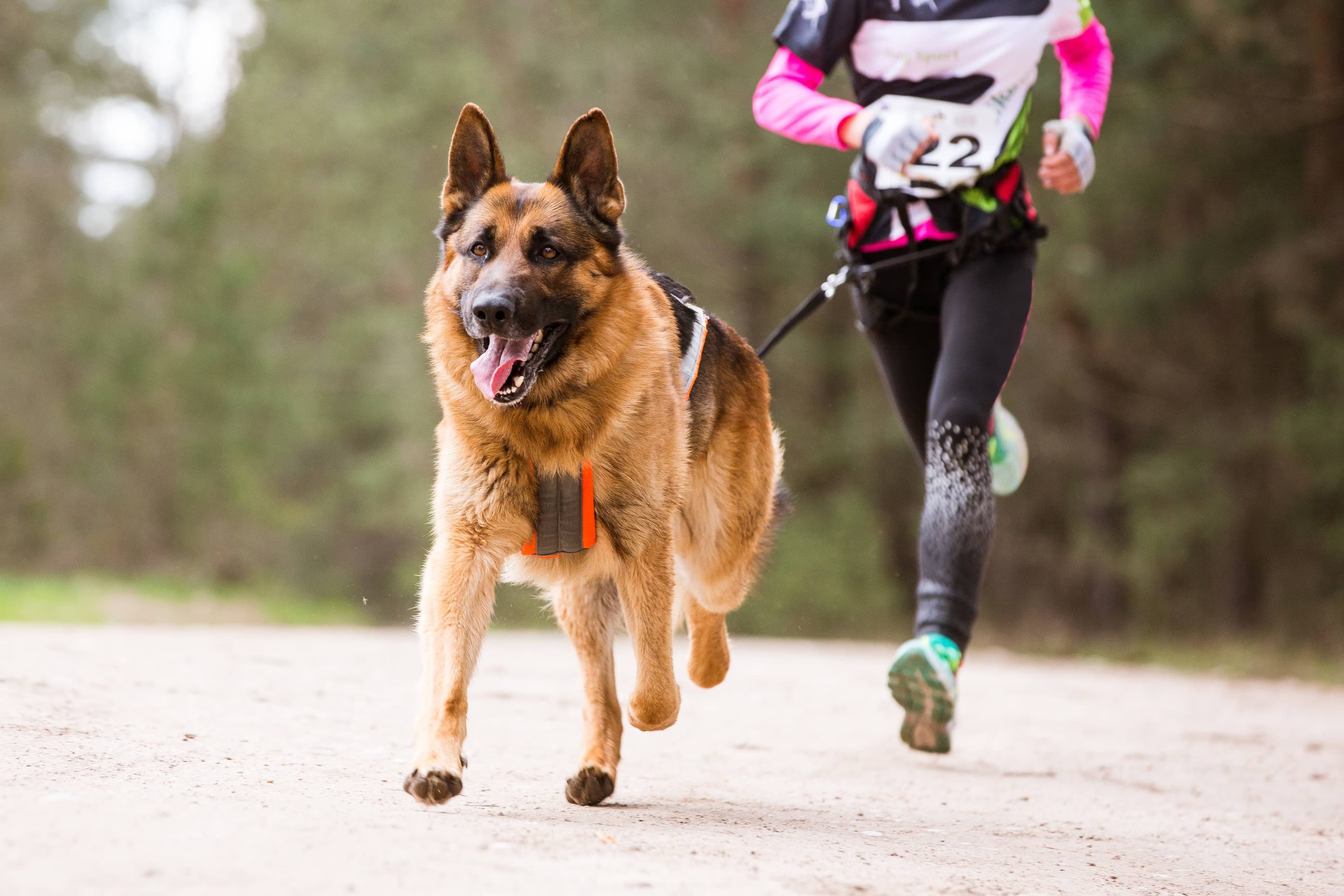 Chien de type berger allemand courant avec son maître en canicross, équipé d'un harnais de traction adapté pour la course en extérieur.