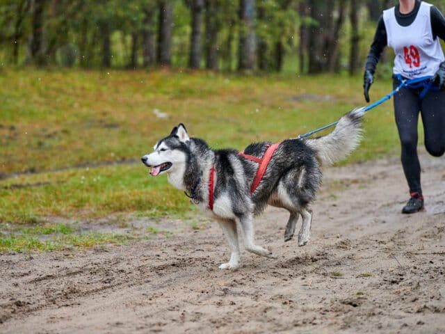 canicross-dog-mushing-race-1-640x480.jpg