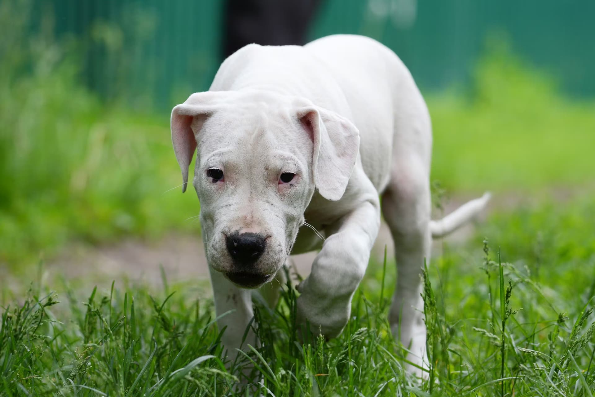 Un jeune chien de race Dogo Argentino blanc marchant dans l'herbe, regardant attentivement devant lui. Son pelage est court et uniforme, avec des oreilles tombantes, dégageant une impression de douceur et de concentration.