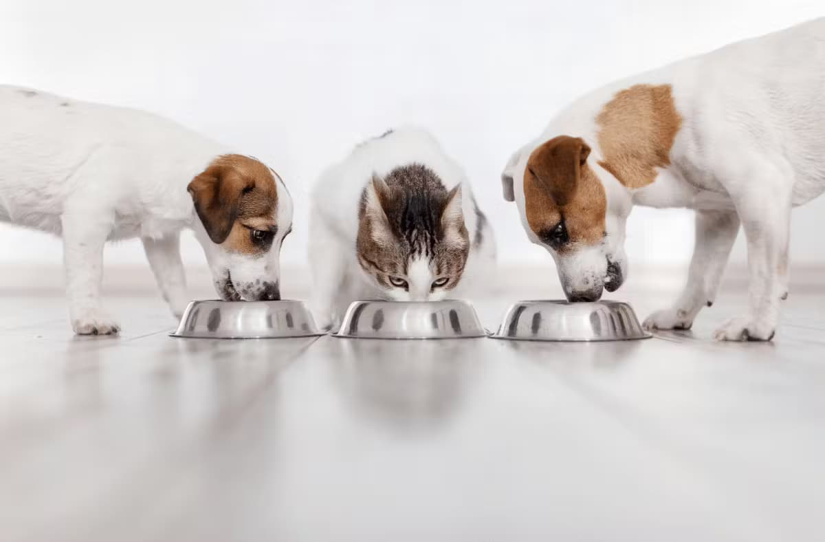 Deux chiens et un chat mangeant côte à côte dans leurs gamelles en métal, représentant l'harmonie entre chiens et chats pendant leur repas.