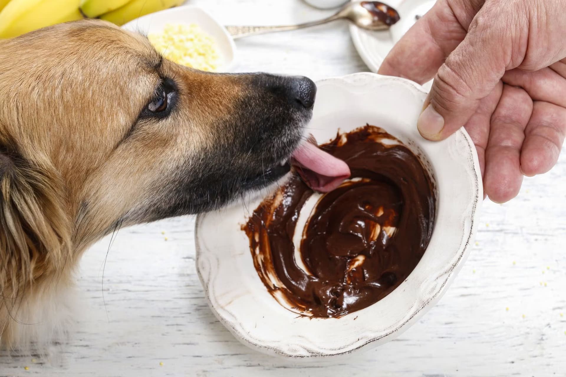 chien qui lèche une assiette avec du chocolat