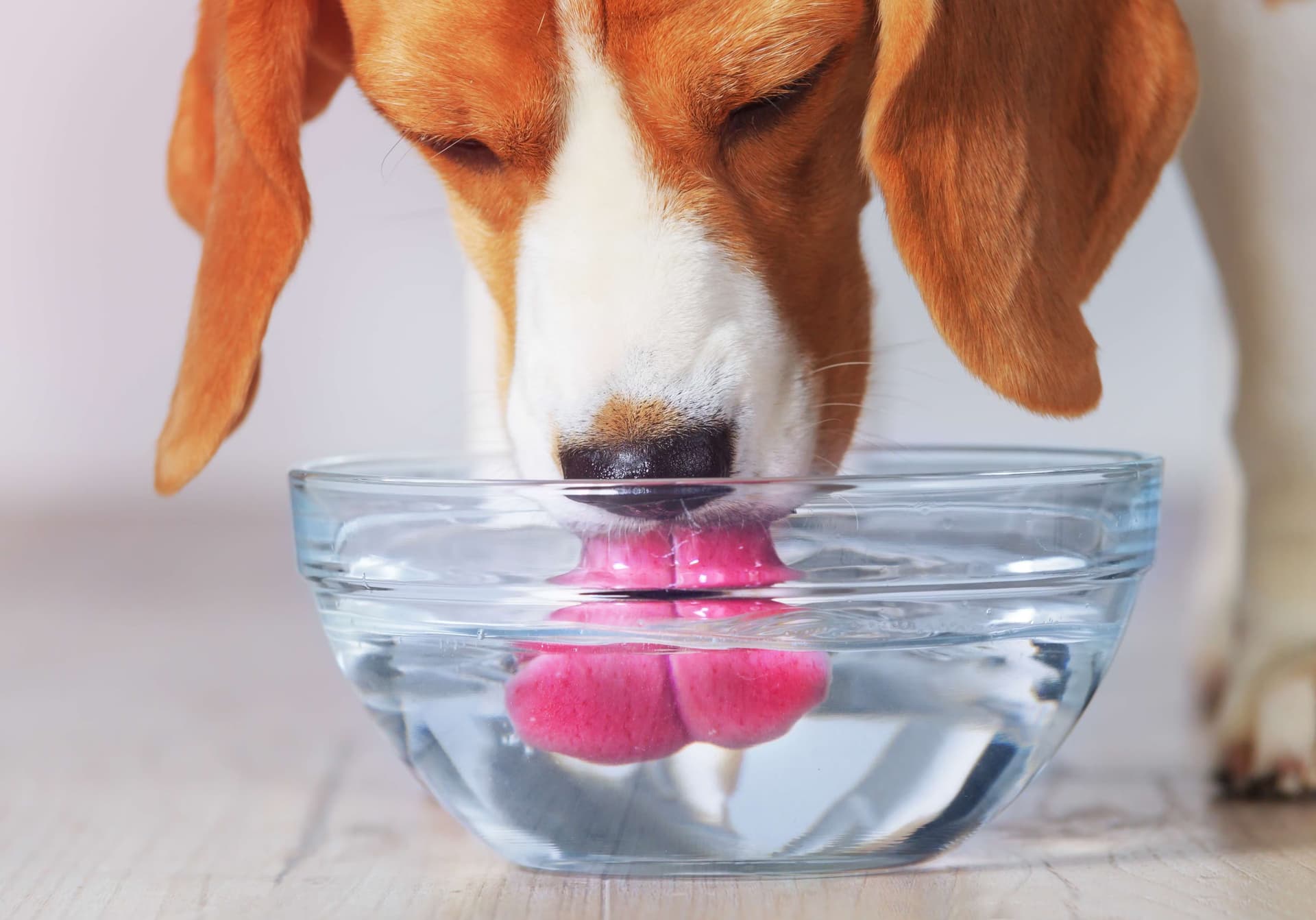 Un beagle en train de boire de l'eau fraîche dans un bol en verre transparent, avec sa langue visible touchant l'eau, illustrant l'importance de l'hydratation pour les chiens.