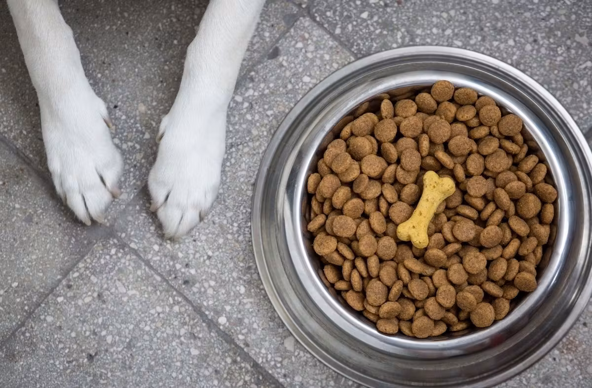 gamelle de croquettes pour chien remplie avec deux pattes de chien blanches à côté