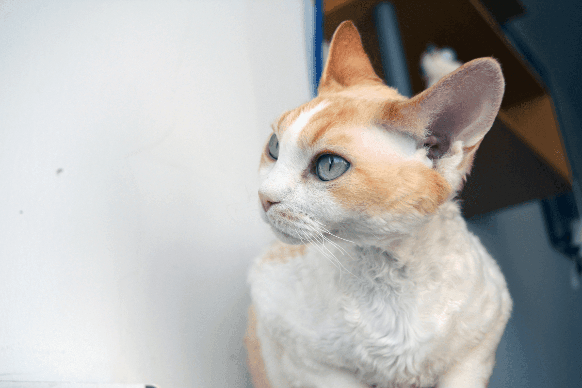 devon rex.png