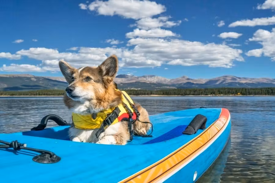 Un Corgi équipé d'un gilet de sauvetage jaune se repose sur un paddle bleu au milieu d'un lac calme, avec des montagnes et un ciel dégagé en arrière-plan.