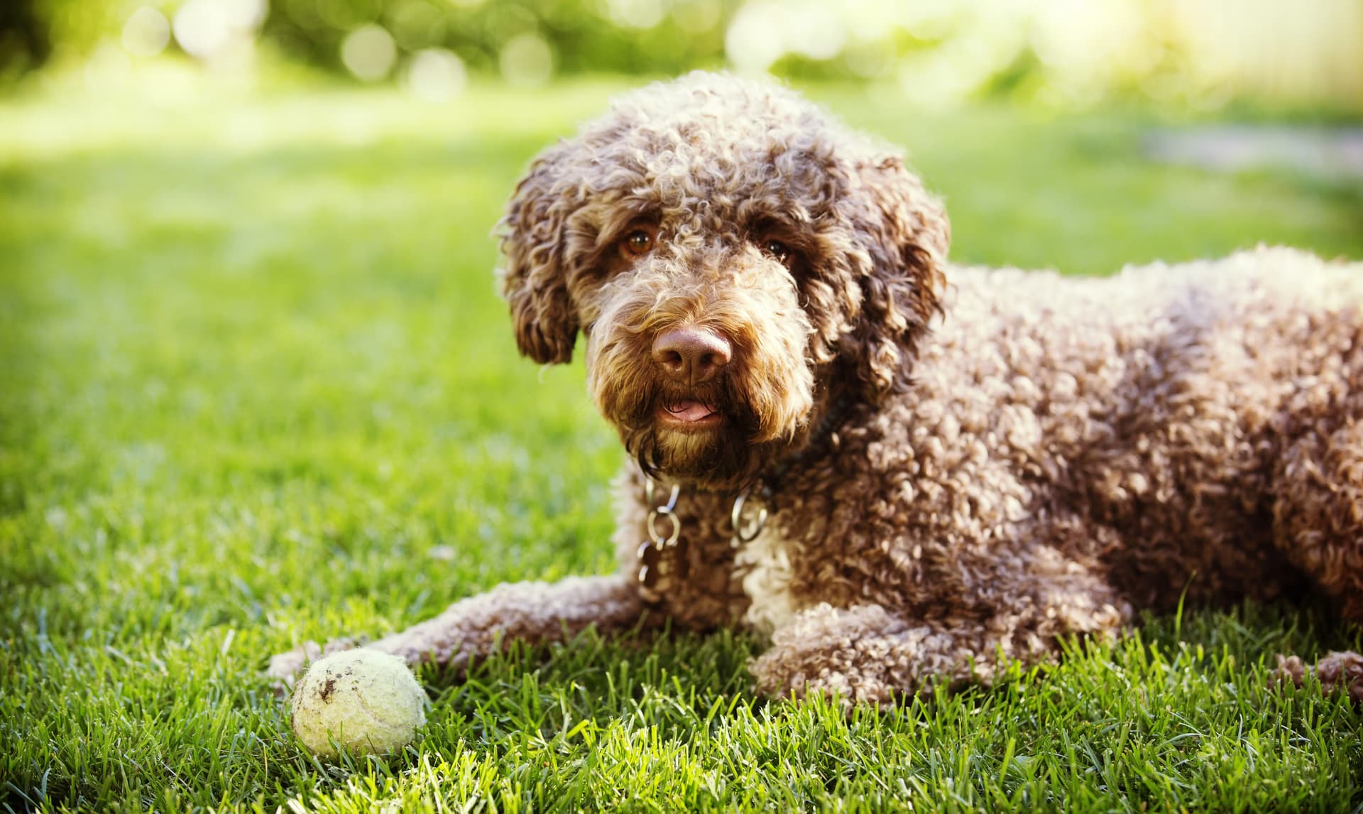 chien assis dans l'herbe avec une balle devant lui