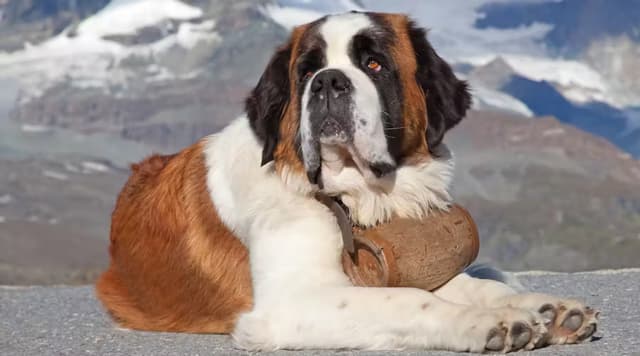 saint-bernard.avif