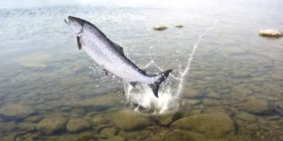 Poisson sautant hors de l'eau dans un lac peu profond, avec des rochers visibles sous la surface.