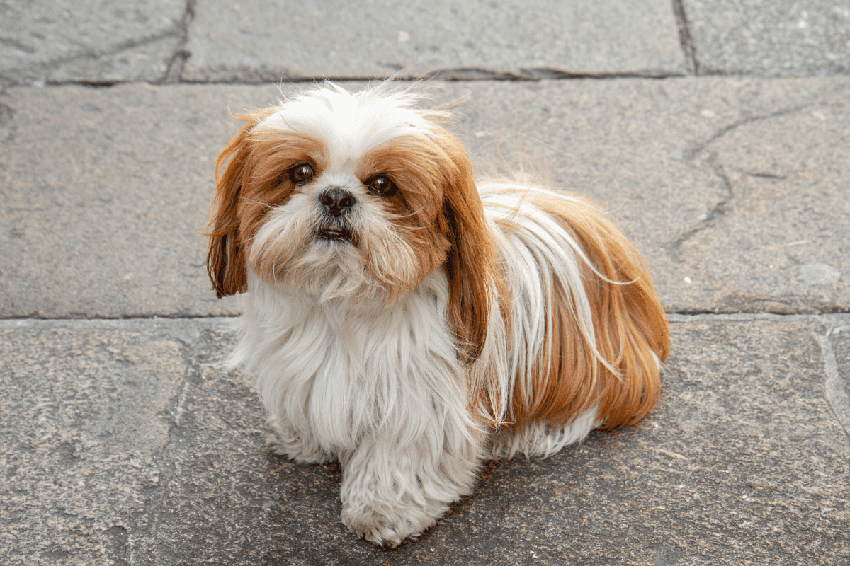 shih tzu.png