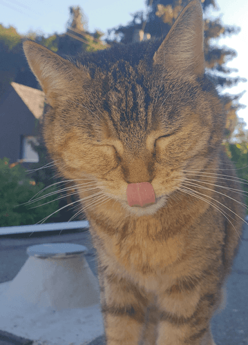 Photo_Chat de Jasmin, Queeny.png