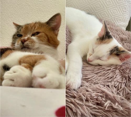 Photo_Chat tabea.jpg