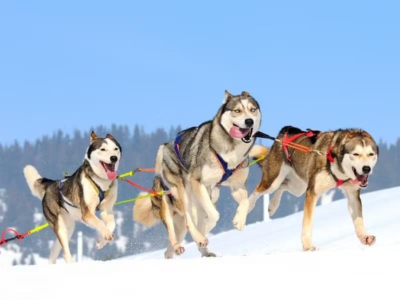 Trois chiens de traîneau huskies courant dans la neige, attachés à des harnais colorés.